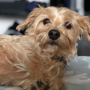 Meet your Posher, Ashlie